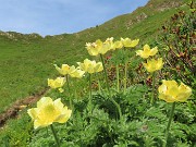 30 Gialla  Pusatilla alpina sulphurea con vista in Forcella Rossa !